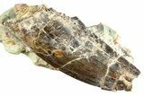 Carcharodontosaurus Tooth In Rock - Dekkar Formation, Morocco #299146-1